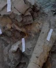 Un terpodo y restos de saurpodos y estegosuridos, entre fsiles hallados en la Sierra de la Demanda, en Burgos
