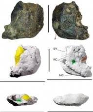 New teeth of a basal Macronarian (Sauropoda) from the JurassicCretaceous transition of Spain