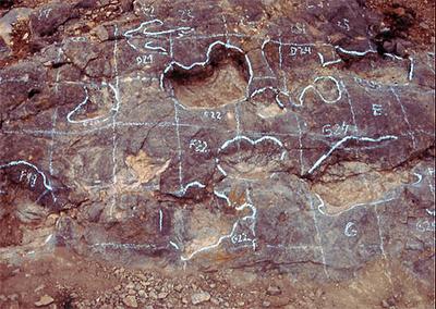 FOTO:Icnitas marcadas con pintura. FOTOIcnitas marcadas con pintura.