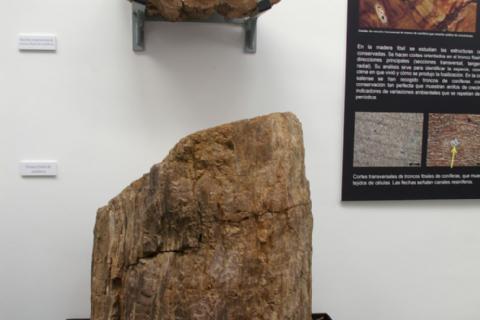 Museo de Dinosaurios Museo de Dinosaurios