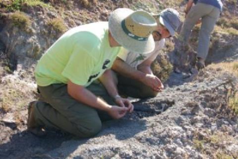 Excavación paleobotánica