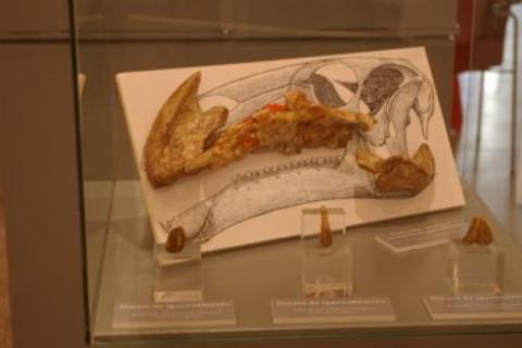 Restos del cráneo y dientes de un Iguanodon