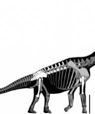 Estudian un dinosaurio de cuello extremadamente largo custodiado en el Museo de Salas de los Infantes