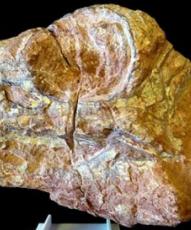 Un cráneo de dinosaurio burgalés de hace 125 millones de años se estudiará en el sincrotrón de Grenoble