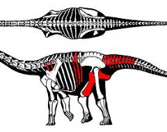 Esquema de los fósiles encontrados. Esquema de los fósiles encontrados.