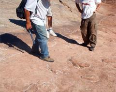 Paleontologists analysing the prints Paleontologists analysing the prints