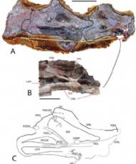 Europatitan eastwoodi, a new sauropod from the lower Cretaceous of Iberia in the initial radiation of somphospondylans in Laurasia