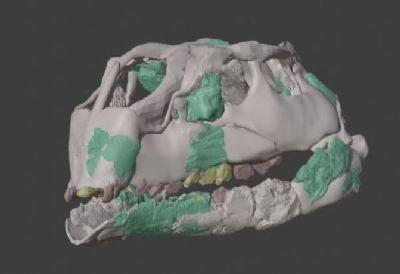 FOTOEl estudio detallado del cr�neo revel� rasgos anat�micos inesperados que obligan a replantear la evoluci�n de los dinosaurios herb�voros en Europa. Vrije Universiteit Brussel