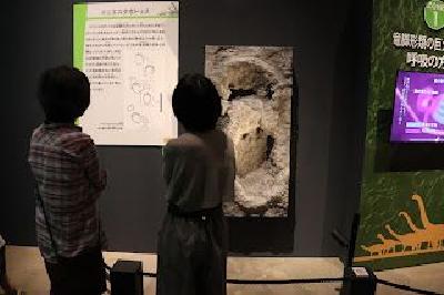 FOTO:Iniestapodus en el Museo de Fukui (Japón). FOTOIniestapodus en el Museo de Fukui (Japón).